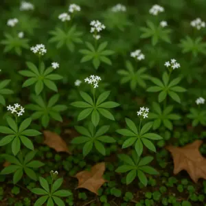 Agern i skovbunden kan give flere flåter — hvad det betyder for din næste skovtur